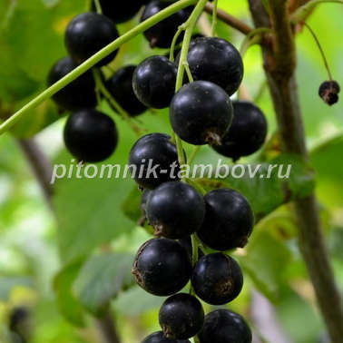 Смородина черная сорт Черный жемчуг