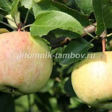 Яблоня сорт Болотовское