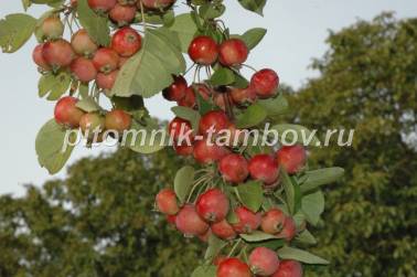 Фото плодов яблони Ред Сентинел