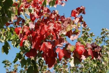 Клен красный Ред Сансет - осеняя окраска листа