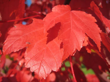 Осенний цвет листвы клена красного Октобер Глори