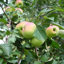 Яблоня сорт Имрус