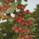 Фото плодов яблони Ред Сентинел
